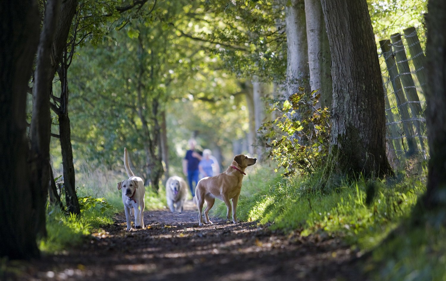 Walk a dog at blessingbourne estate pet friendly accommodation country getaway family holiday northern ireland