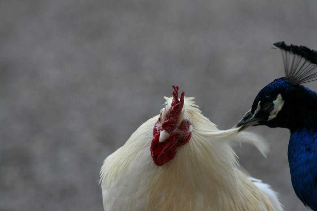 Peacock chicken working farm feeding the animals pet friendly holiday homes northern Ireland five mile town Fivemiletown farm holidays