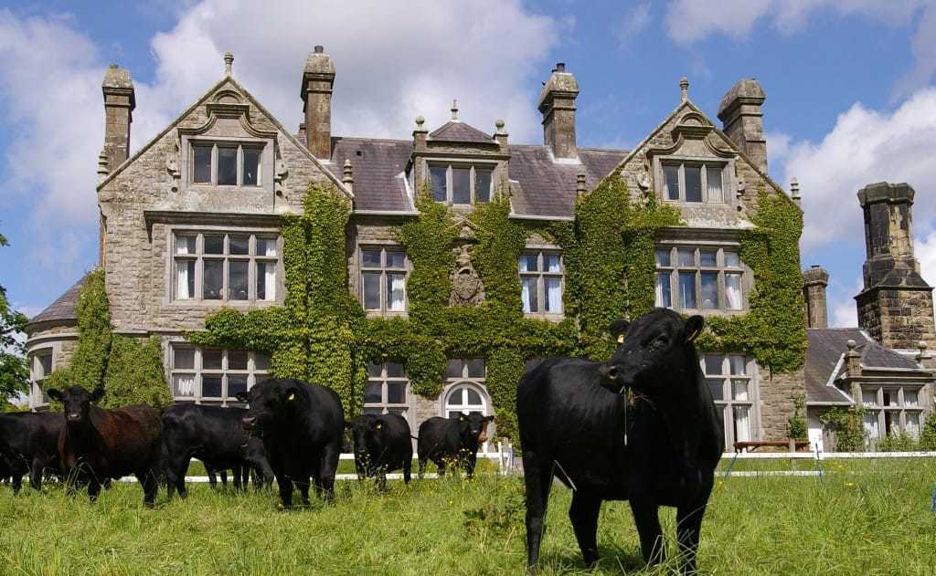 cows and cattle onsite at Blessingbourne country estate family holiday Pet Friendly Kids children activities onsite Blessingbourne fermanagh self catering tyrone fivemiletown five mile town northern ireland things to do tyrone farm holiday home