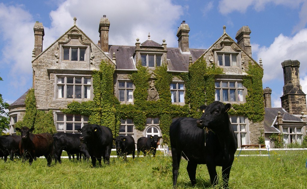 Cows roaming free at Blessingbourne