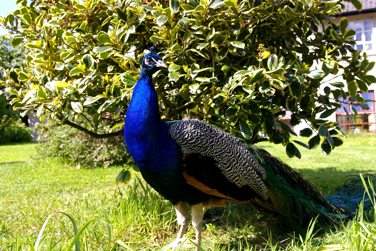 Feeding the Peacock's at Blessingbourne Estate Northern Ireland family holiday kids activity 