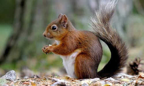 Red Squirrel's