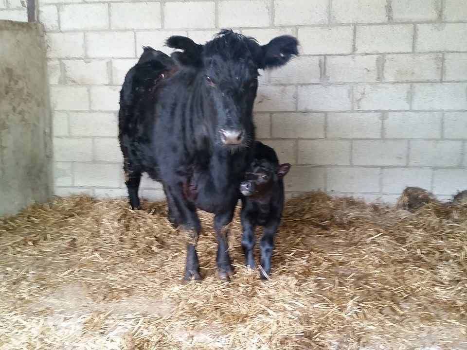 Angus Calf