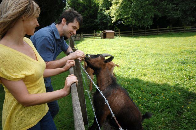 working farm feed animals goats peacock cattle cows chickens hens dogs county fermanagh county tyrone adventure exciting break Northern Ireland country estate historic outdoor activity