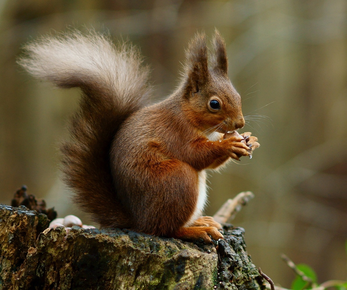 Red Squirrels at Blessingbourne Estate Northern Ireland