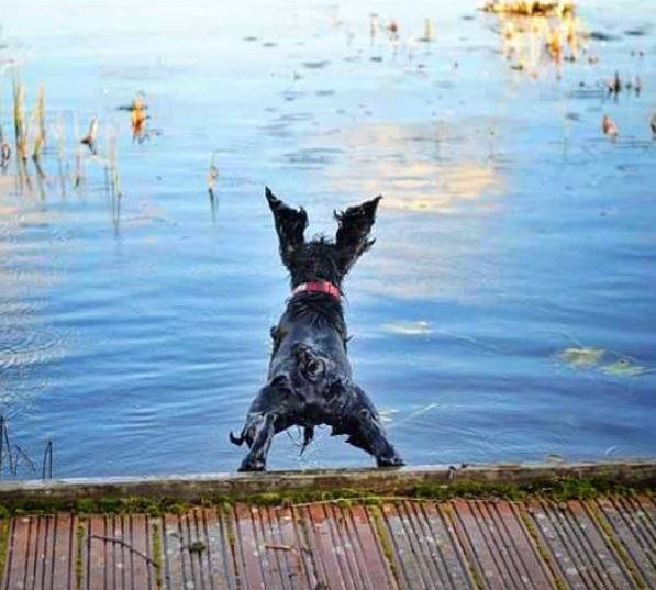 dog jumping in lough fadda