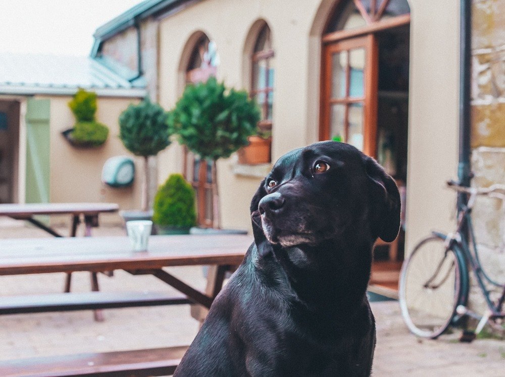 Inca - Our resident black labrador