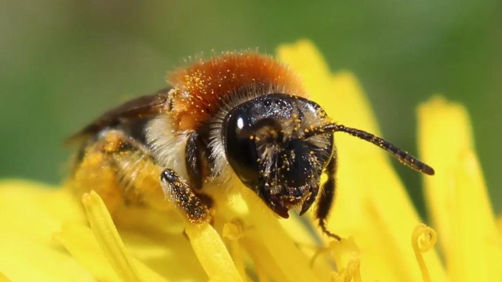 Bees are common Autumn Wildlife at Blessingbourne