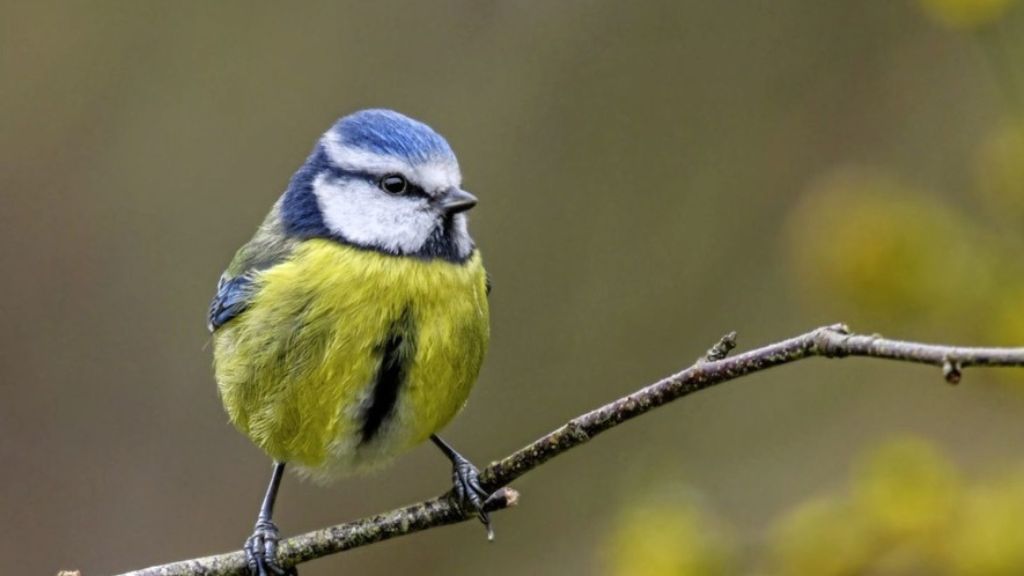 Blue tit Bird Spotting - Spring Activity for Families in Northern Ireland