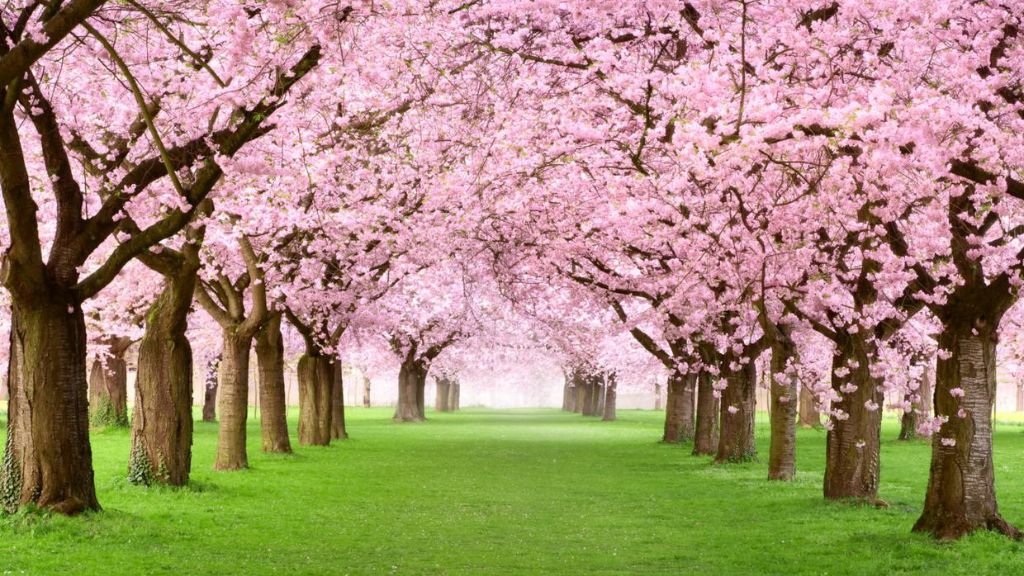 Cherry Blossoms in Spring Northern Ireland