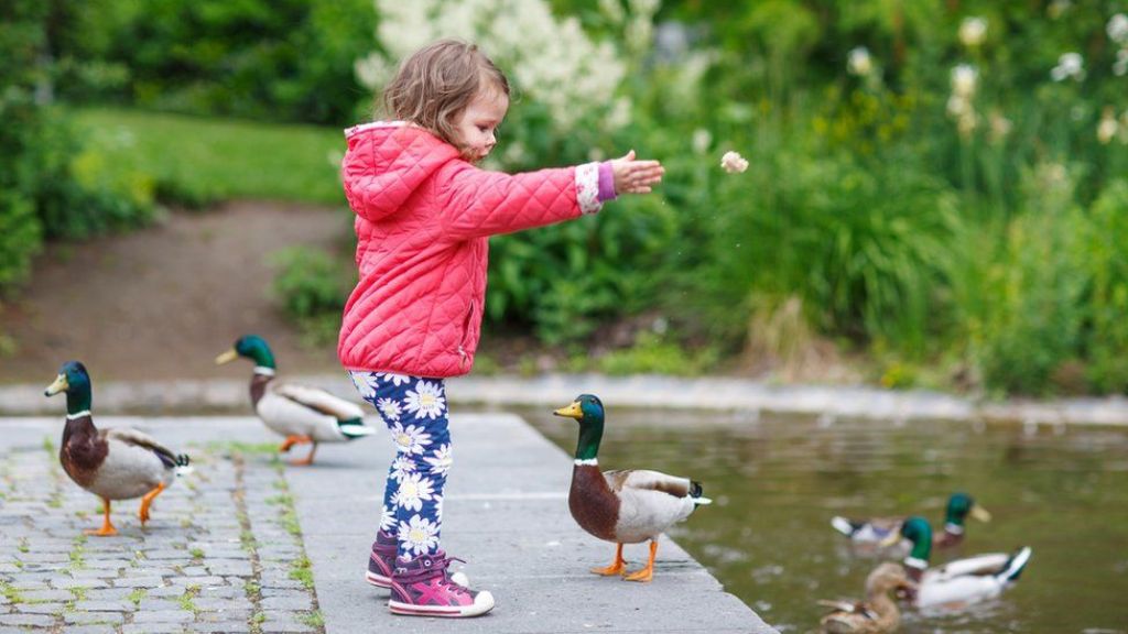 Child Feeding the Ducks