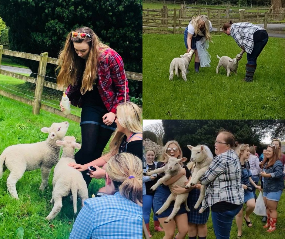 Farm Activities lambs hen party