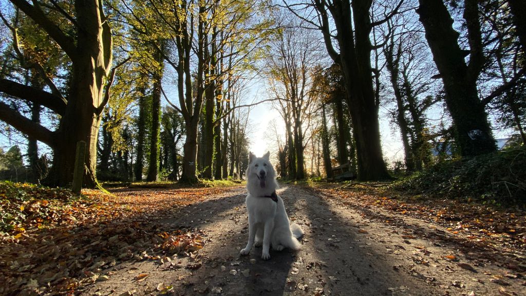 Dog Walking Trails at Blessingbourne white husky
