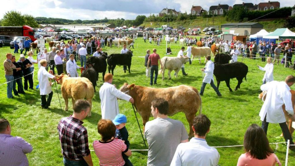 Fermanagh County Show bull show