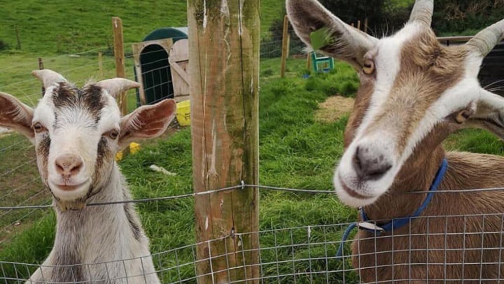 Goats at Fermanagh Fun Farm