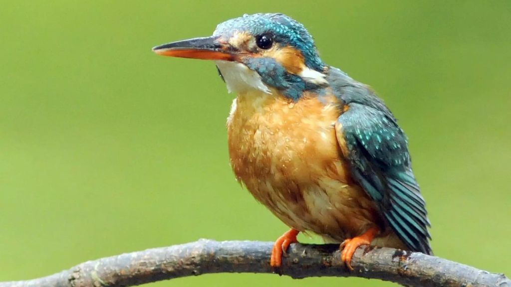 Kingfisher perched on branch