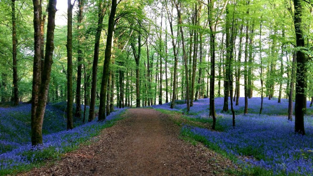 Knockmany forest bluebells - Tyrone Dog Walking Trail