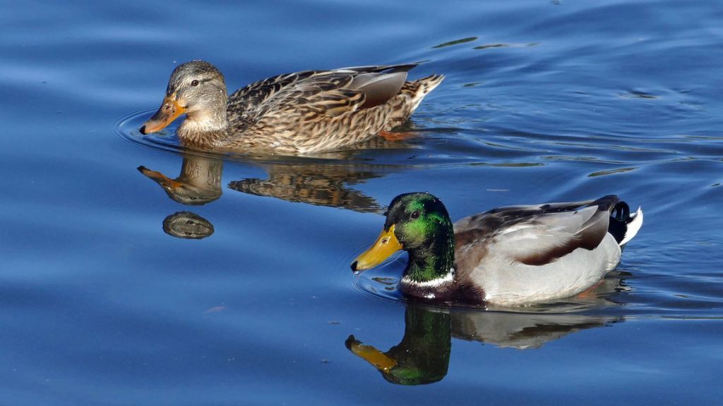 Mallard ducks