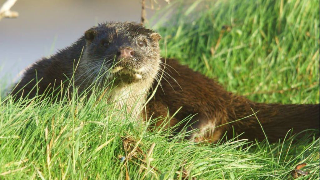 Otter on a grass bank