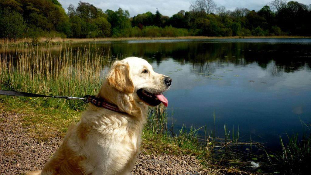 Golden Retriever beside lake -Reasons to Bring Your Pet on holiday