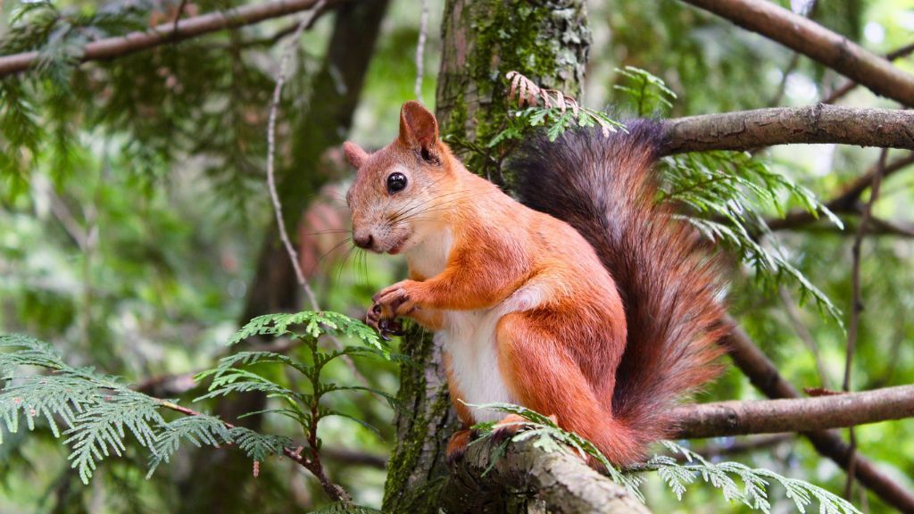 Red Squirrel at Blessingbourne - Autumn Wildlife Northern Ireland