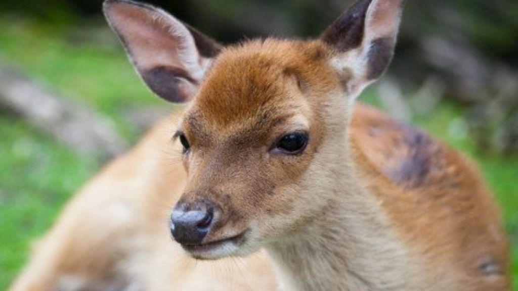 Sika Deer are some Autumn Wildlife at Blessingbourne