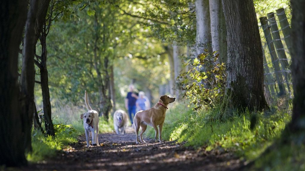 Summer dog walks at Blessingbourne