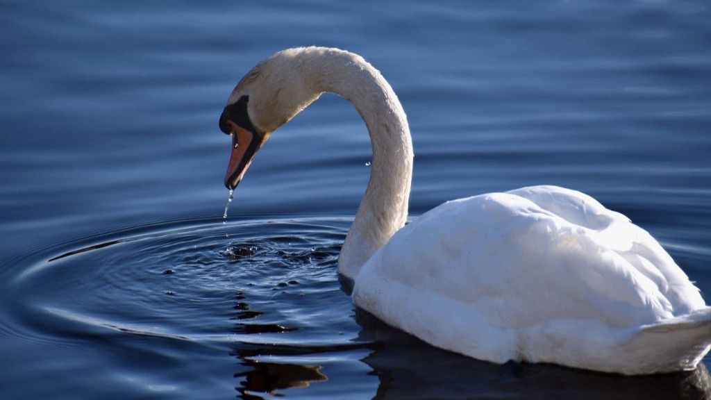 Swans - Autumn wildlife at Blessingbourne northern ireland