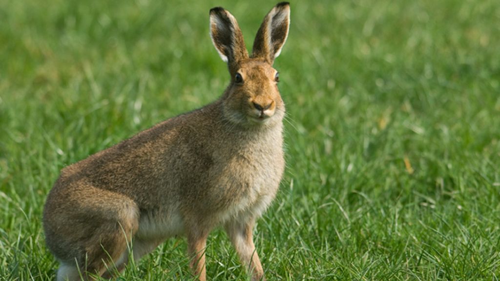 The irish hare in a green field