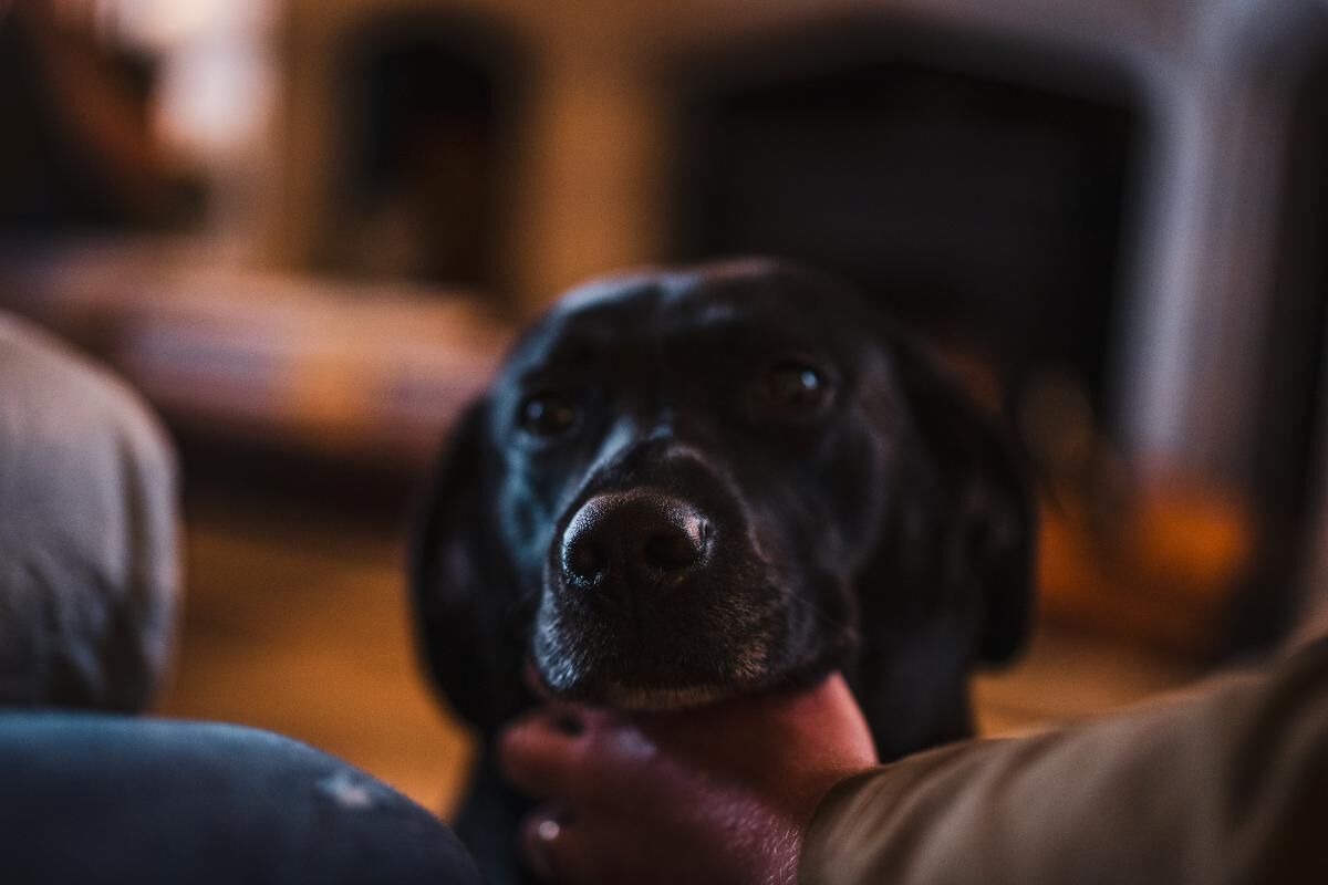 Black labrador at legs of owner