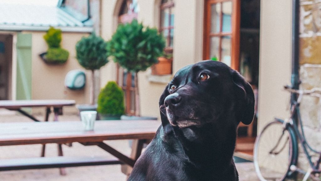 Black labrador on holiday at Blessingbourne