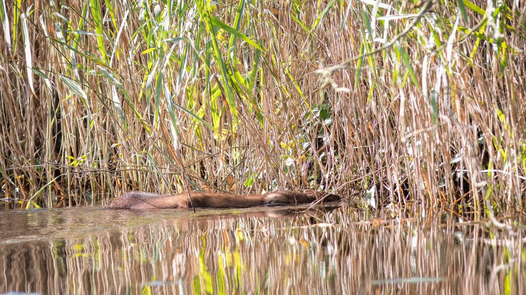 pine martin in lake