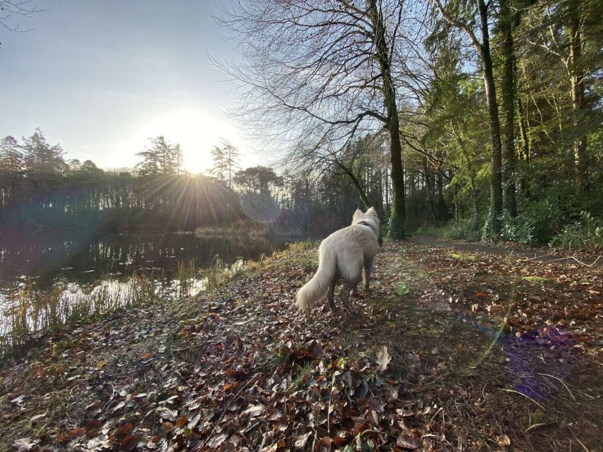 pet friendly holidays at blessingbourne - dog walking the shores